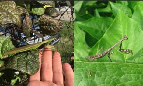 Chinese Invasion: Should These Insect Immigrants Be Welcomed or Not? Image